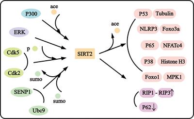 SIRT2 plays complex roles in neuroinflammation neuroimmunology-associated disorders